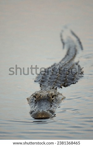 Alligator swimming in swamp water (Alligator mississippiensis) 