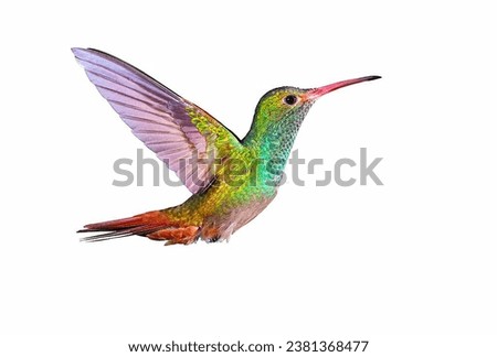 Rufous-tailed Hummingbird in 4K Photo