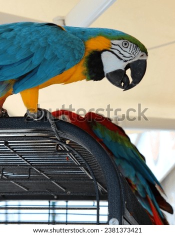 blue and yellow macaw parrot sitting on the cage