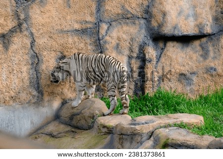 The posture of a white tiger in the zoo