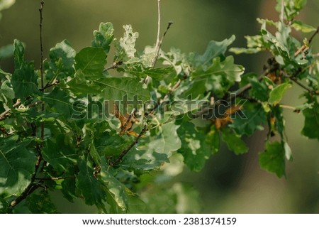 Oak tree leaves close up nature background with blurred bokeh background in public park beautiful nature background. 