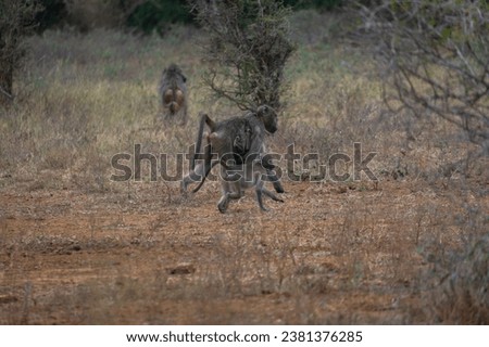 Baboon with an infant in South Africa