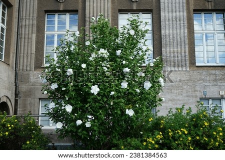 White Hibiscus syriacus 'White Chiffon' and yellow Potentilla fruticosa 'Kobold' bloom in August against the backdrop of the historic Rathaus Spandau building. Berlin, Germany Royalty-Free Stock Photo #2381384563