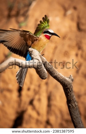 The white-fronted bee-eater is a species of bee-eater widely distributed in sub-equatorial Africa. The species has a distinctive white forehead, a square tail, and a bright red patch on its throat.