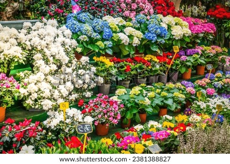 Paris flower market with fresh flowers pots close up at Cite island, Paris France Royalty-Free Stock Photo #2381388827