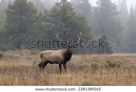 Bull Elk During the Rut in Wyoming in Autumn Royalty-Free Stock Photo #2381389265