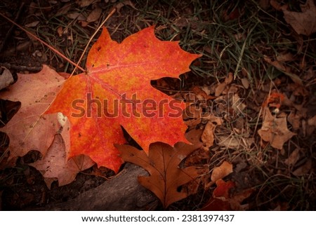 Portrait of wonderful colorful leaves in fall. Photo was taken in High Park, Toronto, Canada. 