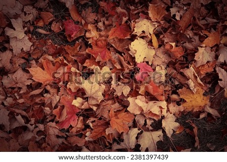 Portrait of wonderful colorful leaves in fall. Photo was taken in High Park, Toronto, Canada. 
