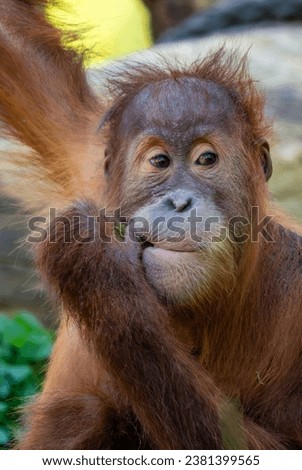 Sumatran Orang-utan - Pongo abelii, hominid primate from Sumatran forests, Indonesia. Royalty-Free Stock Photo #2381399565