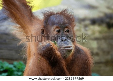 Sumatran Orang-utan - Pongo abelii, hominid primate from Sumatran forests, Indonesia. Royalty-Free Stock Photo #2381399569