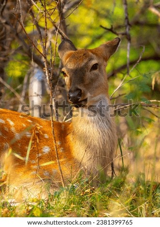 Beautiful sika deer in the autumn forest against the background of colorful foliage of trees. The deer looks to the sides and chews the grass. Fabulous forest autumn landscape with wild animals.