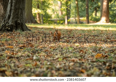 Squirrel in autumn leaves on a sunny day