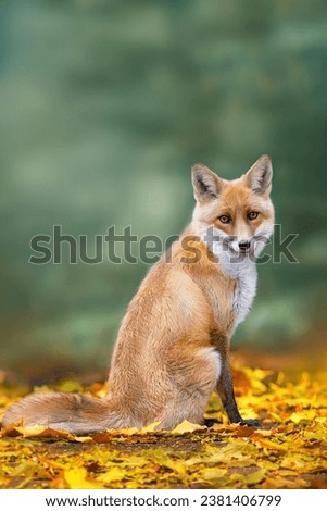 Fox sits on fallen leaves on a dark background