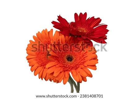 Red gerbera daisy flower isolated on a white background.