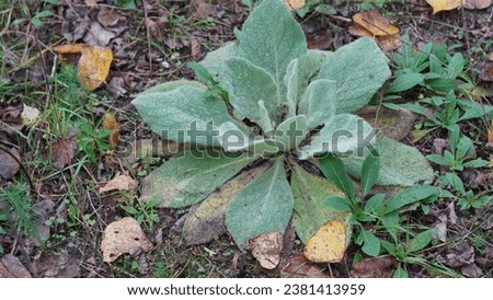 Majestic Mullein (Verbascum thapsus): Rosette of leaves. Great mullein in the meadow. Fall season