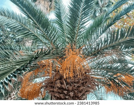 Branches of palm and orange foetus Royalty-Free Stock Photo #2381413985