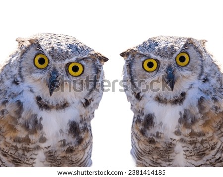owl portrait isolated on white background