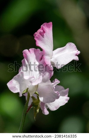 Close up of pink and white sweet pea (lathyrus odoratus) flowers in bloom