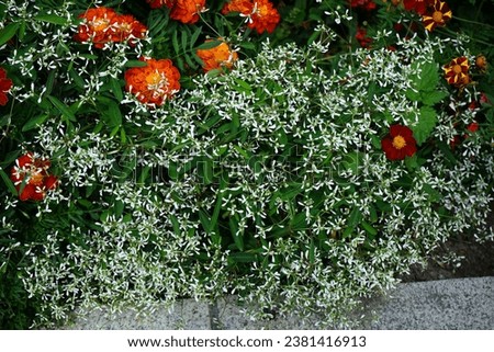 Chamaesyce hypericifolia, syn. Euphorbia hypericifolia 'Diamond Frost' blooms with white flowers in a flower bed in August. Berlin, Germany Royalty-Free Stock Photo #2381416913