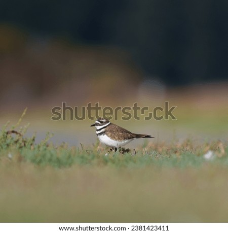 Killdeer resting at seaside, it is a common, large plover. Slender shape with long wings and tail. Look for two black breast bands. Royalty-Free Stock Photo #2381423411