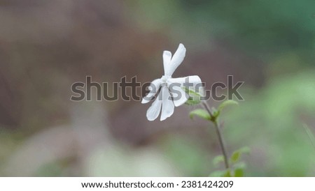 Floral beauty, White Campion (Silene latifolia), white flower in the meadow. Autumn season