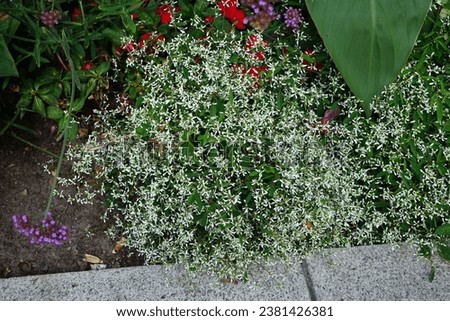 Chamaesyce hypericifolia, syn. Euphorbia hypericifolia 'Diamond Frost' blooms with white flowers in a flower bed in August. Berlin, Germany Royalty-Free Stock Photo #2381426381