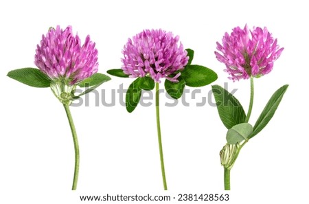 Clover flowers  isolated on white background Royalty-Free Stock Photo #2381428563