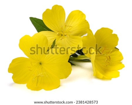 Common evening primrose   flowers isolated on white Royalty-Free Stock Photo #2381428573