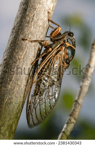 A singing cicada. A real cicada. Cicadidae. Royalty-Free Stock Photo #2381430343