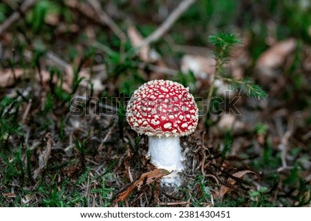 Fly Agaric - red mushroom 