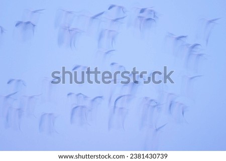 Abstract photograph of a group of flamingos in flight