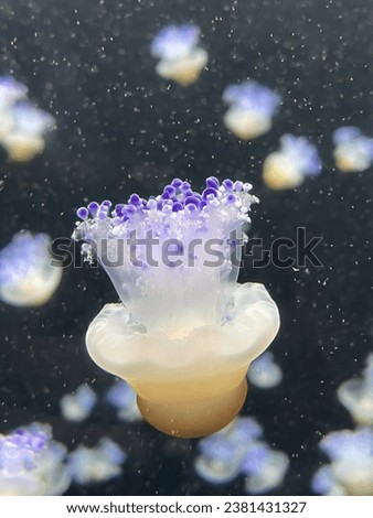 So called egg yolk jellyfish close up picture swimming downward inside aquarium