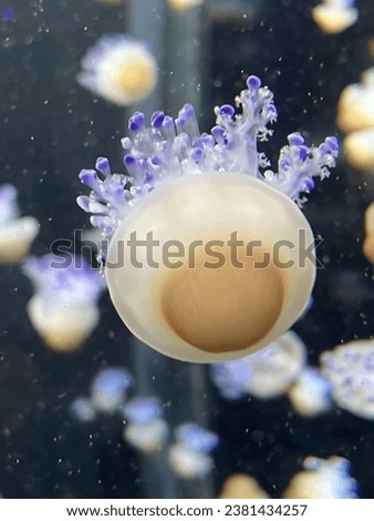 Jellyfish that look like egg yolk close up picture inside the aquarium