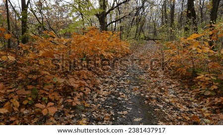 Gold autumn. Autumn natural forest landscape. A natural corner away from the bustle of the city. Bright colors of autumn. Forest road strewn with leaves. A traveler's view.