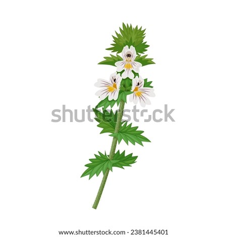 Vector illustration, Euphrasia, or eyebright, scientific name Euphrasia officinalis, isolated on white background. Royalty-Free Stock Photo #2381445401