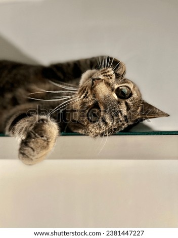 Lovely Cat Portrait - Fluffy Pet Photography