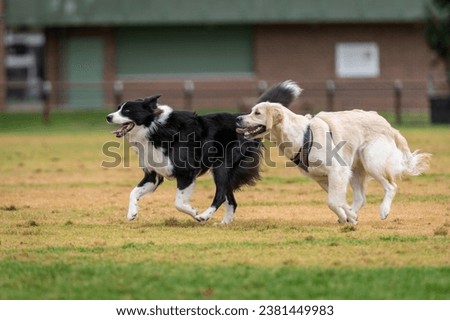 Dogs of mix breeds play in the park on a green grass