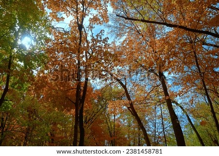 Colorful fall autumn picture with bright colorful leaves on trees looking up of red, brown, gold, orange, purple, pink with blue skies and sun-Outdoor photography nature