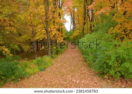 Colorful fall autumn picture with bright colorful fallen leaves of red, brown, gold, orange, purple, pink on trial surrounded by trees and bushes, sky woods trees and path. 