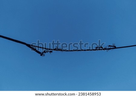 Kerengga (rangrang) ants of the genus Oecophylla walk on a cable rope against a blue sky background.  Weaver ants