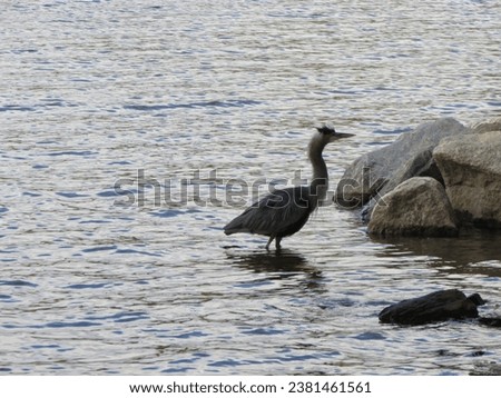 A picture of a blue heron, at a local fishing bridge.