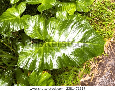Alocasia Macrorrhiza (or Giant Elephant Ear) plant growth in the garden. This plant is a spectacular tropical landscape plant with giant leaves the look like elephant ears.
