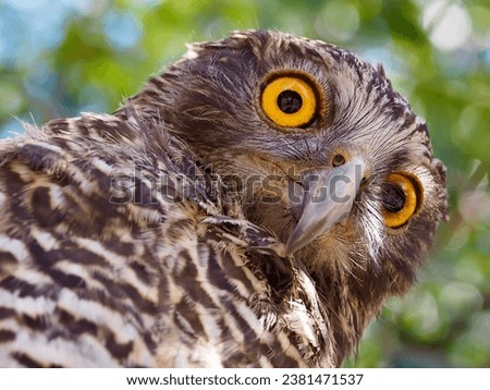 A closeup portrait of a magnificent majestic Powerful Owl with bright yellow eyes.         