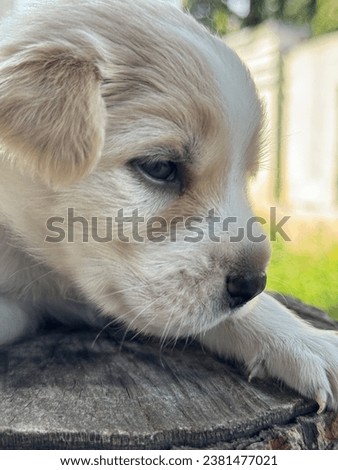 A three week old, white and gold puppy resting on a chopped wood in the backyard