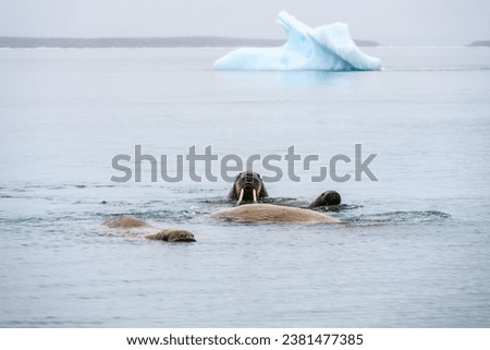 Atlantic walrus swimming in the arctic ocean with iceberg in background, Torellneset, Hinlopen Straight, arctic expedition tourism around Svalbard
