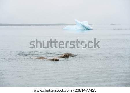 Atlantic walrus swimming in the arctic ocean with iceberg in background, Torellneset, Hinlopen Straight, arctic expedition tourism around Svalbard

