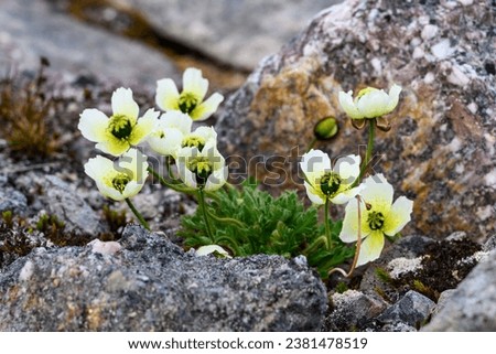 Closeup of pale yellow flowers of arctic poppy, or Svalbard poppy, blooming in rocks in the harsh environment of the arctic
