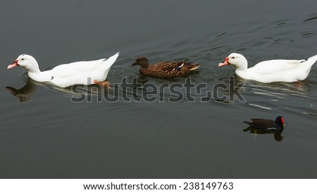 Two White Ducks And A Mallard Swimming in A Row, With A Common Moorhen Looking At Them.  