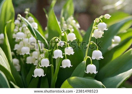 The garden is home to the charming Lily of the valley