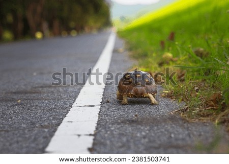 Sulcata tortoise walking on the side of the road.